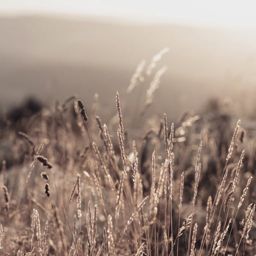 Jaeger-LeCoultre Manufacture Outdoor Vallée de Joux vegetation